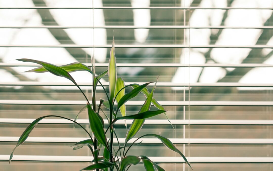 Top 5 Window Blind Trends in South Africa for 2026