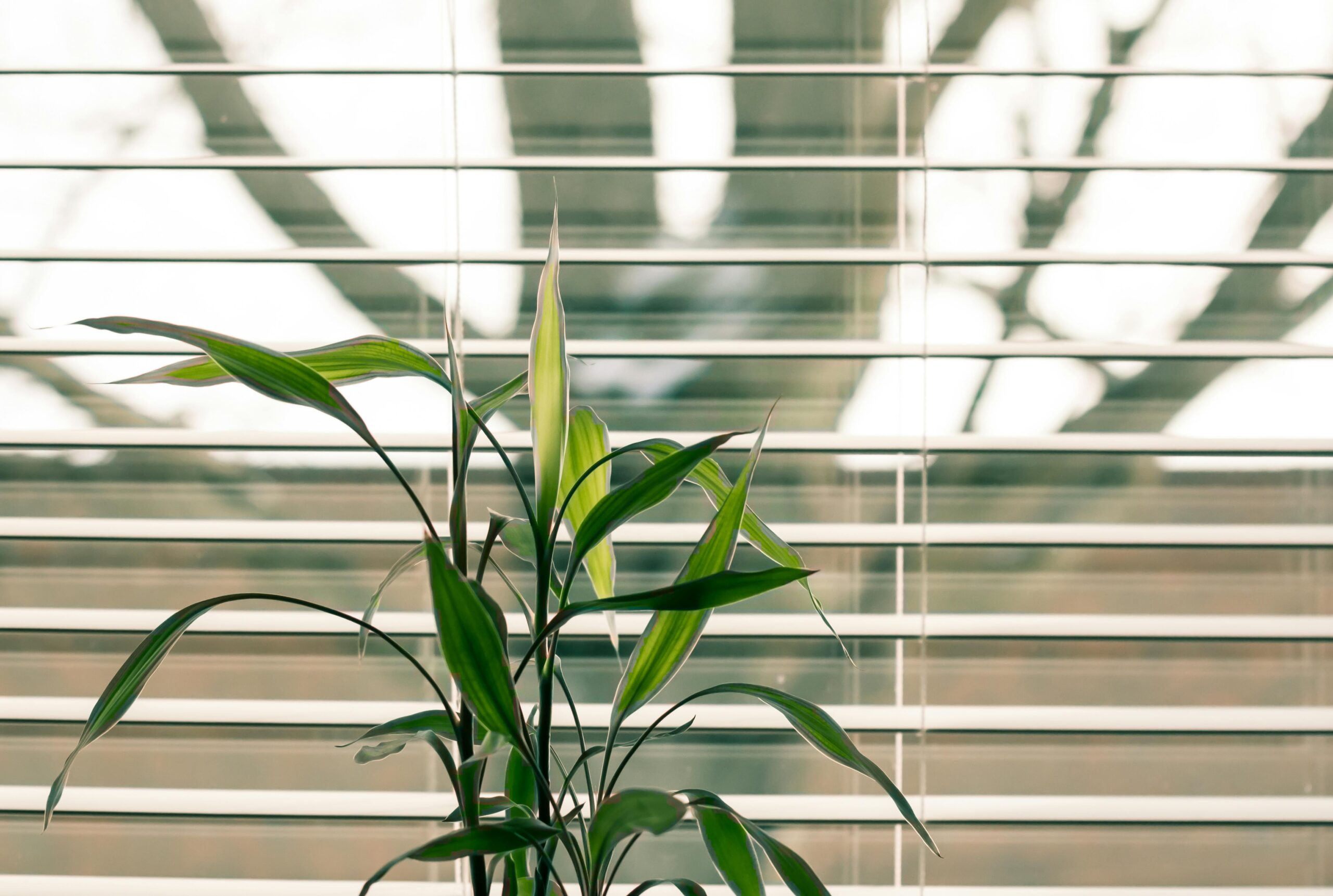 A green plant by a window with blinds in the background, representing top 5 window trends